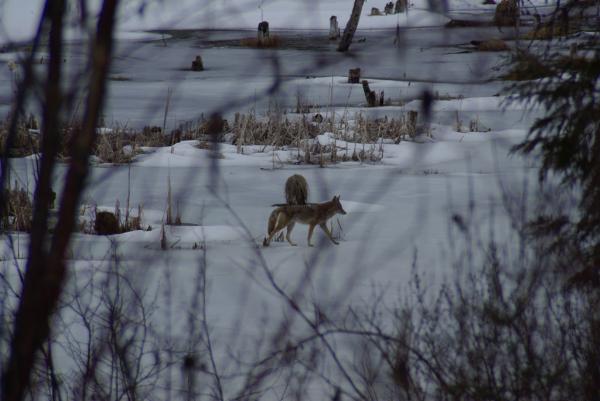 Photo of Canis latrans by <a href="
http://shuswaplakephotos.wordpress.com/">Dawn Kellie</a>
